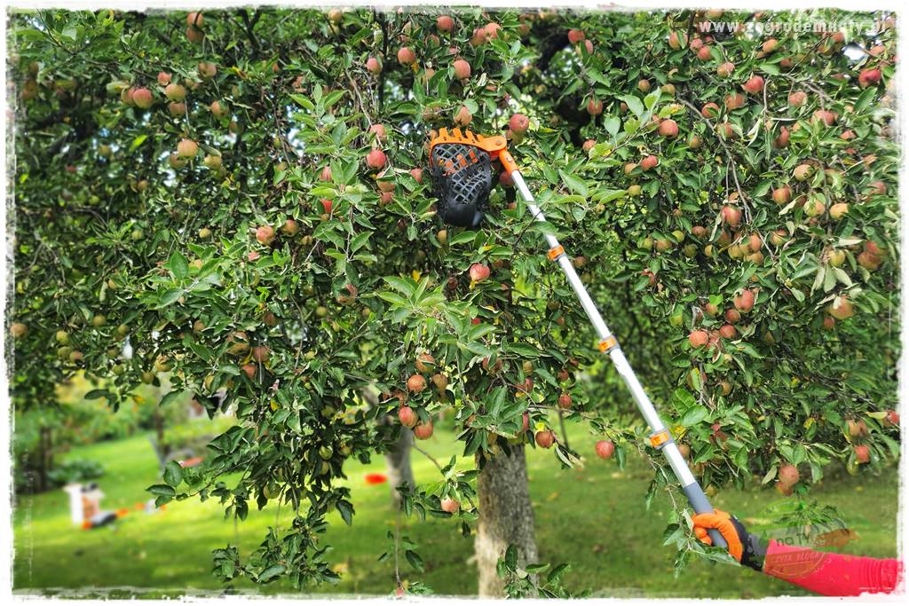 jak zbierać owoce do przechowywania 21 jak zbierać owoce do przechowywania 21