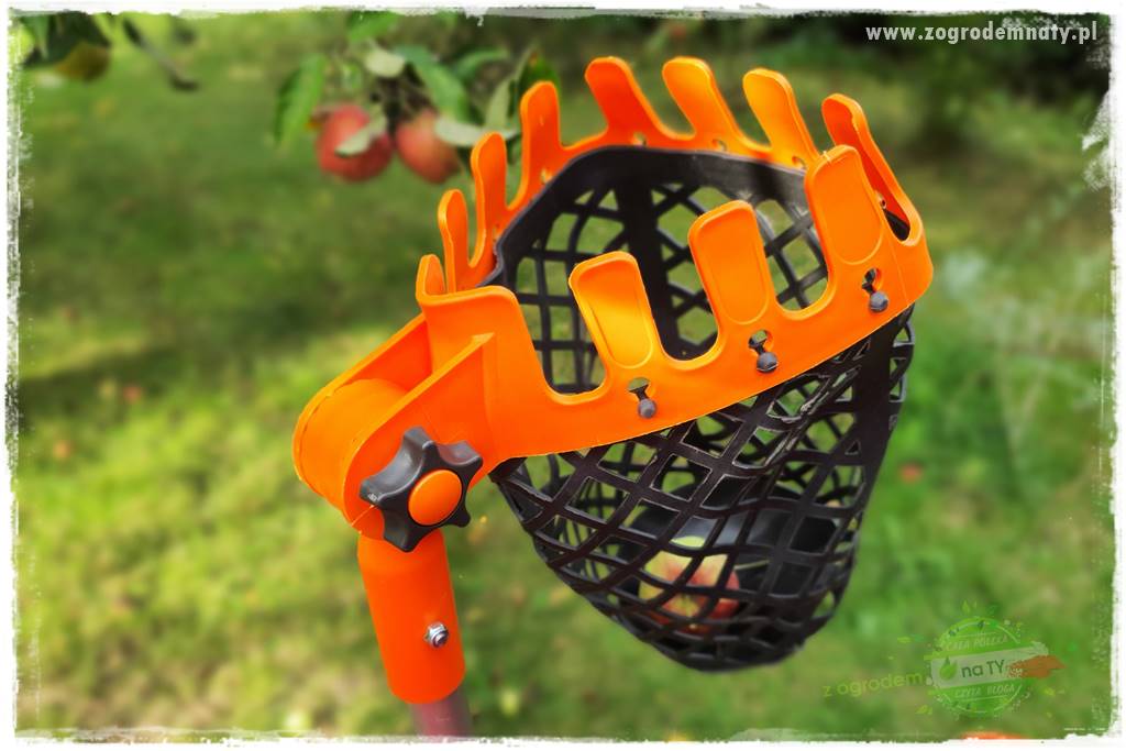 jak zbierać owoce do przechowywania 22 jak zbierać owoce do przechowywania 22