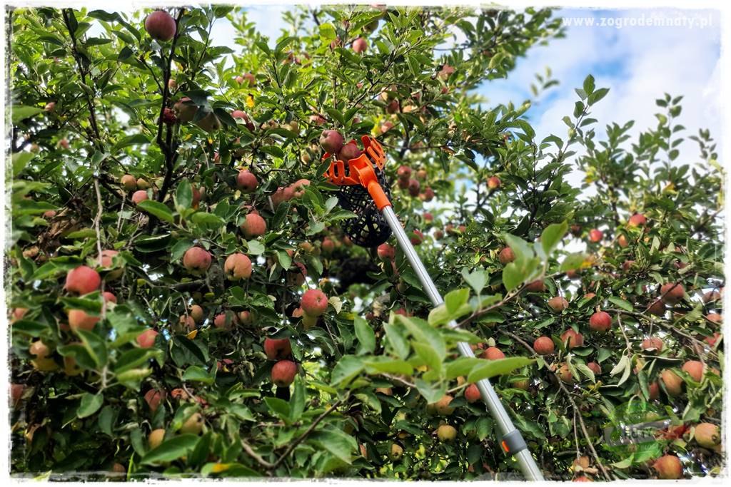 jak zbierać owoce do przechowywania 23 jak zbierać owoce do przechowywania 23