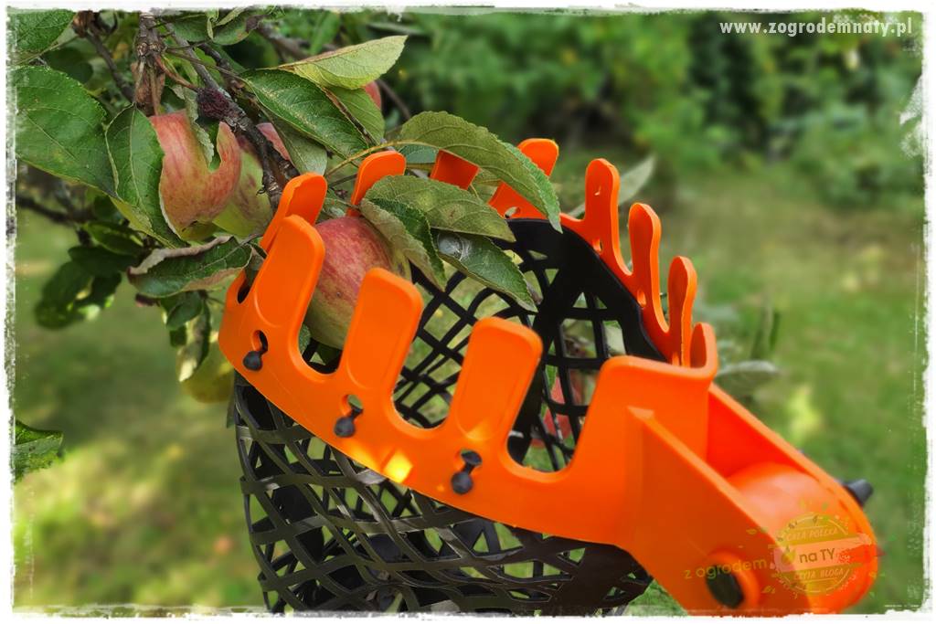 jak zbierać owoce do przechowywania 24 jak zbierać owoce do przechowywania 24