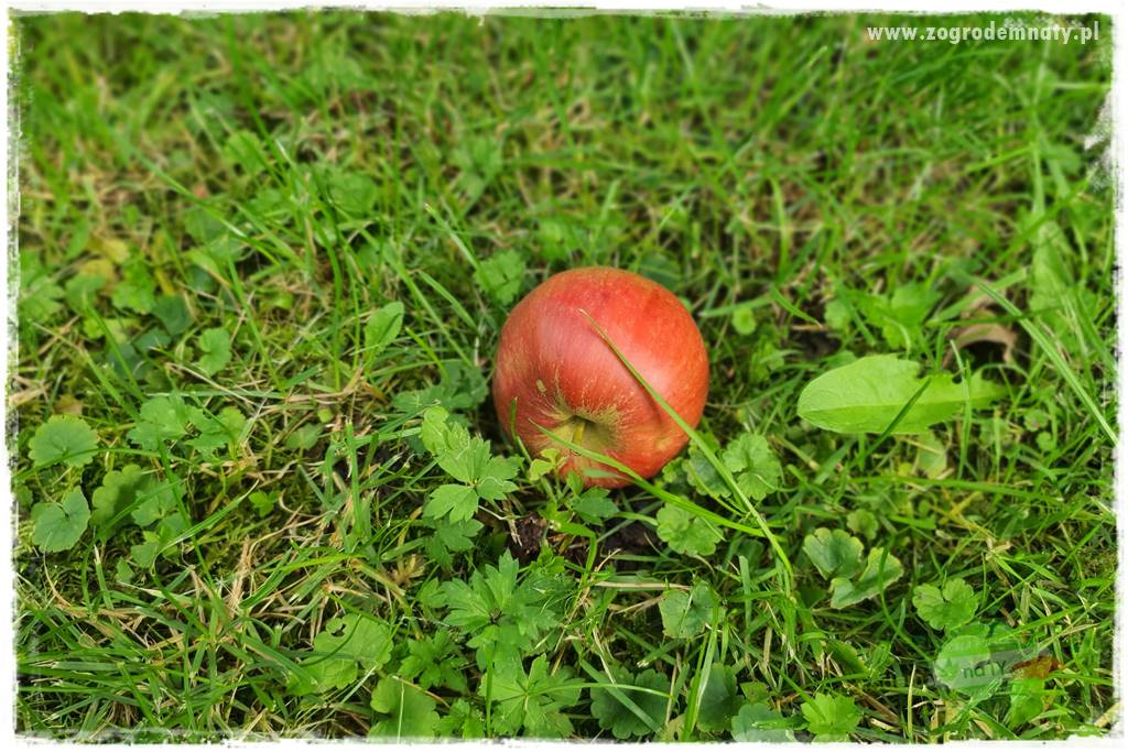 jak zbierać owoce do przechowywania 26