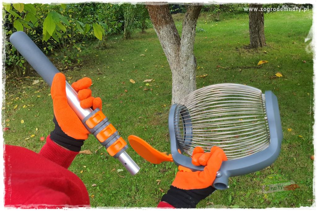 jak zbierać owoce do przechowywania 29 jak zbierać owoce do przechowywania 29