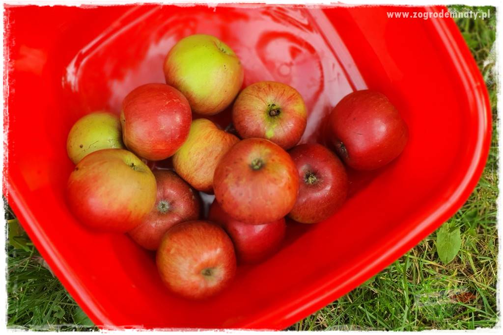 jak zbierać owoce do przechowywania 3