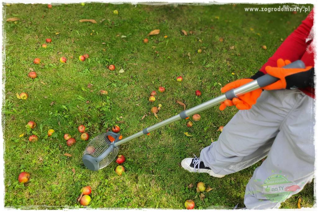 jak zbierać owoce do przechowywania 33 jak zbierać owoce do przechowywania 33