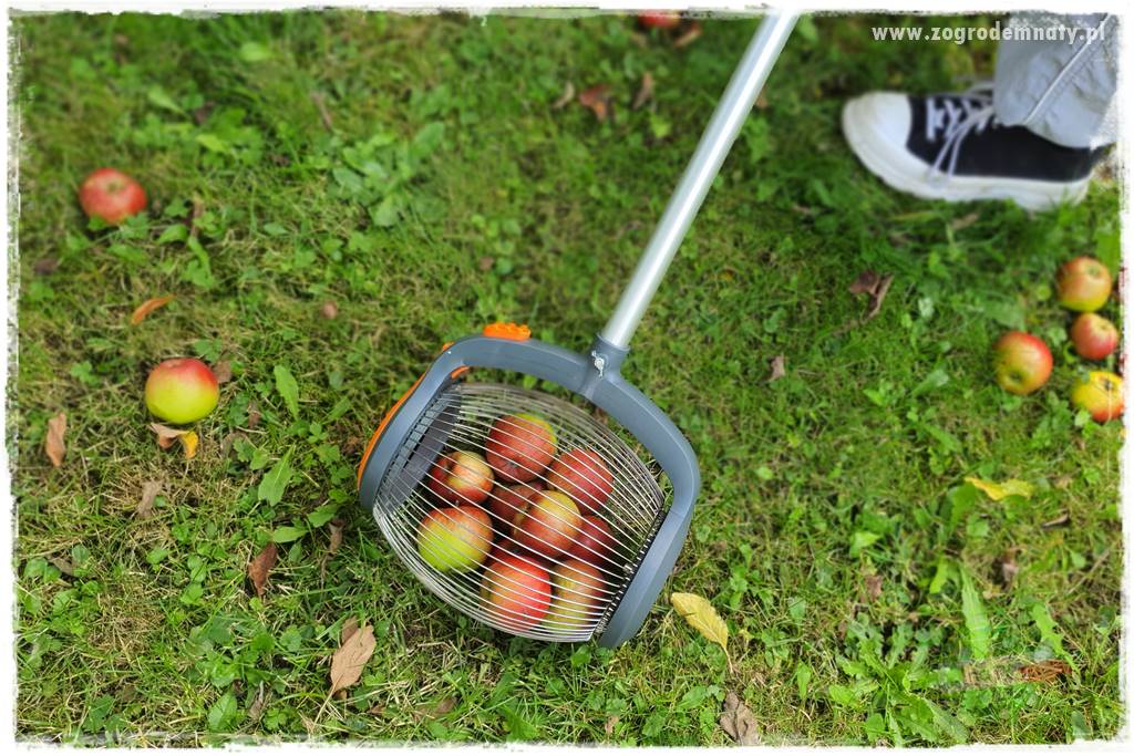 jak zbierać owoce do przechowywania 35 jak zbierać owoce do przechowywania 35