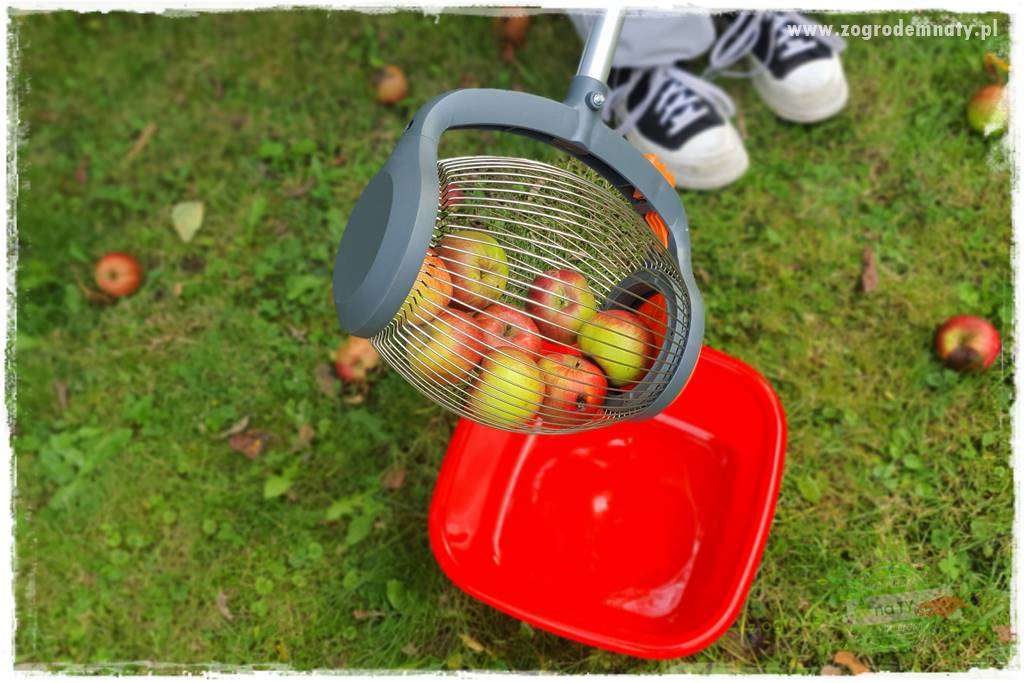 jak zbierać owoce do przechowywania 39 jak zbierać owoce do przechowywania 39