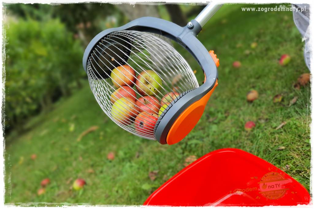 jak zbierać owoce do przechowywania 40 jak zbierać owoce do przechowywania 40