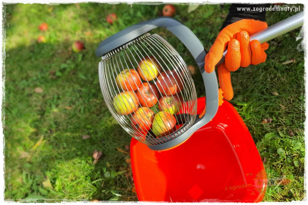 jak zbierać owoce do przechowywania 41 jak zbierać owoce do przechowywania 41