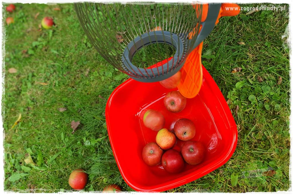 jak zbierać owoce do przechowywania 42 jak zbierać owoce do przechowywania 42