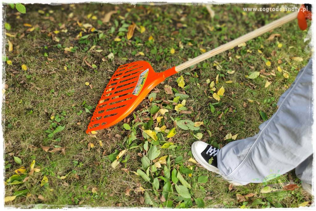 jak zbierać owoce do przechowywania 50 jak zbierać owoce do przechowywania 50