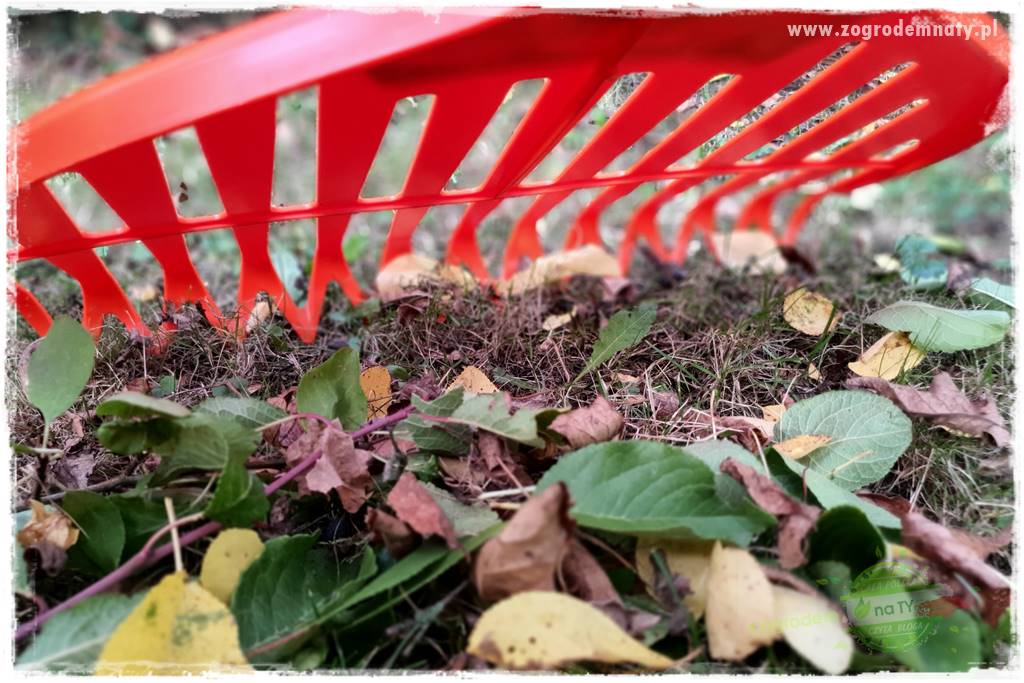 jak zbierać owoce do przechowywania 51 jak zbierać owoce do przechowywania 51