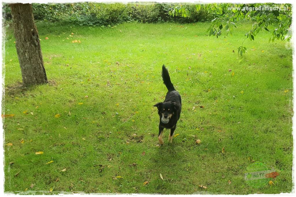 jak zbierać owoce do przechowywania 59 jak zbierać owoce do przechowywania 59