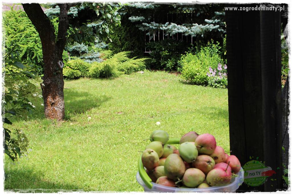 jak zbierać owoce do przechowywania 6