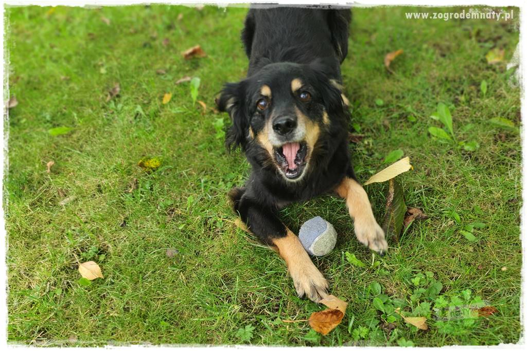 jak zbierać owoce do przechowywania 60 jak zbierać owoce do przechowywania 60