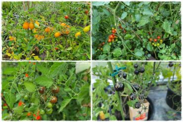 nawożenie pomidorów 0