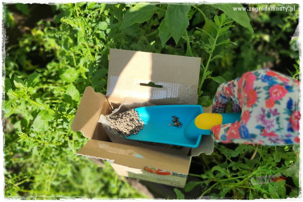 nawożenie pomidorów 11