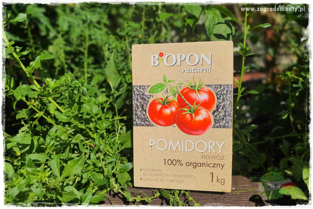 nawożenie pomidorów 12