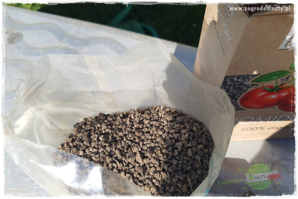 nawożenie pomidorów 15 nawożenie pomidorów 15