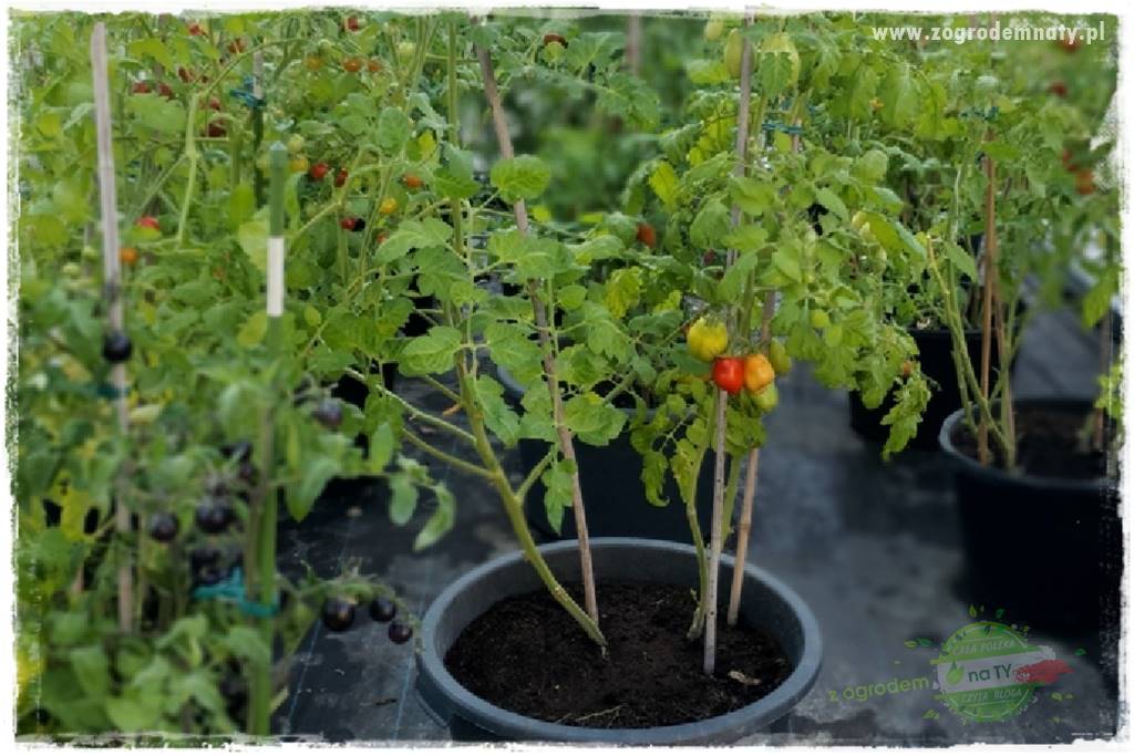 nawożenie pomidorów 2 nawożenie pomidorów 2