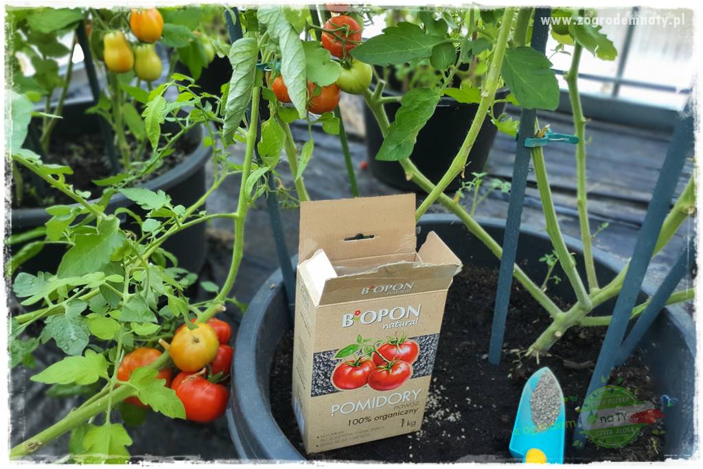 nawożenie pomidorów 22