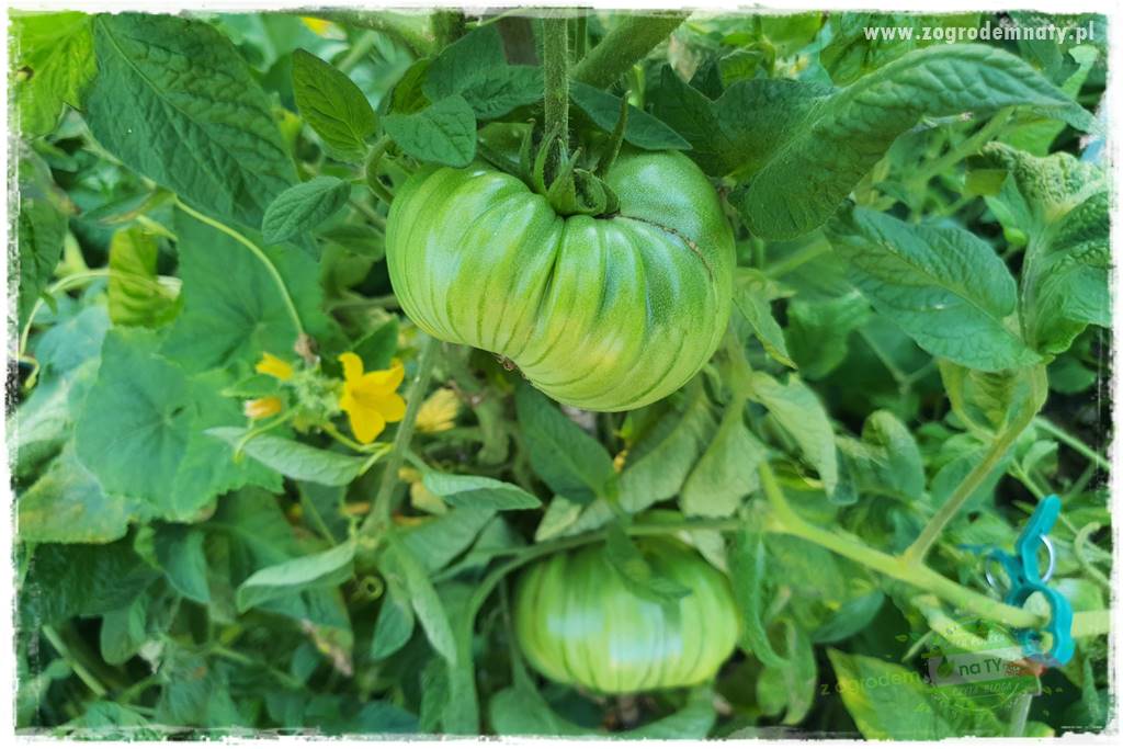 nawożenie pomidorów 28 nawożenie pomidorów 28