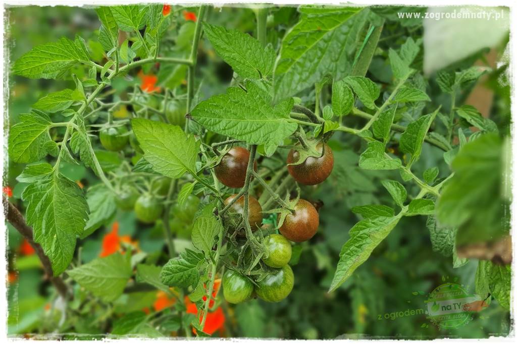 nawożenie pomidorów 6