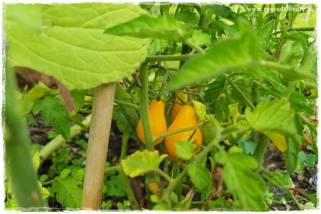 nawożenie pomidorów 7