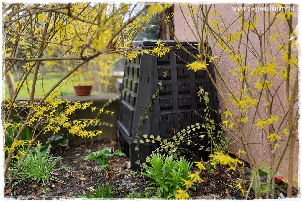 nawożenie pomidorów 9