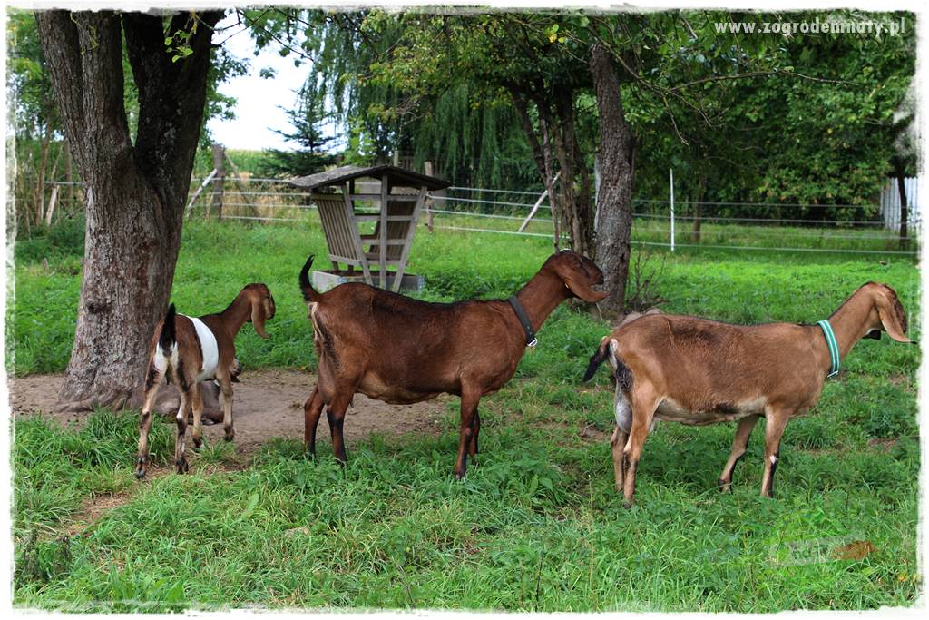 siedlisko łowickie 11