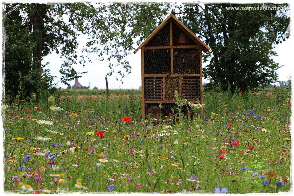 siedlisko łowickie 17