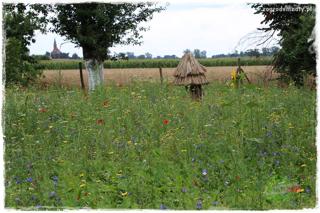 siedlisko łowickie 26