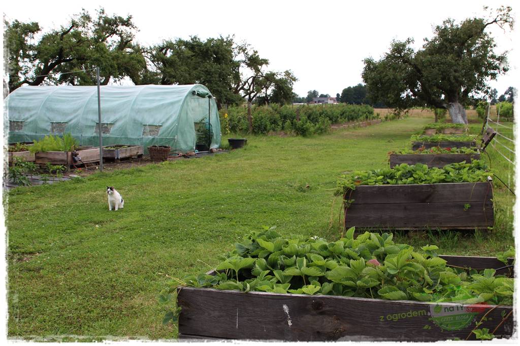 siedlisko łowickie 28