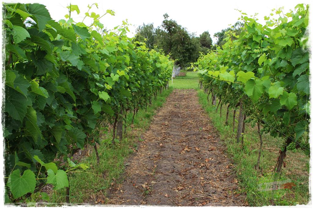 siedlisko łowickie 29