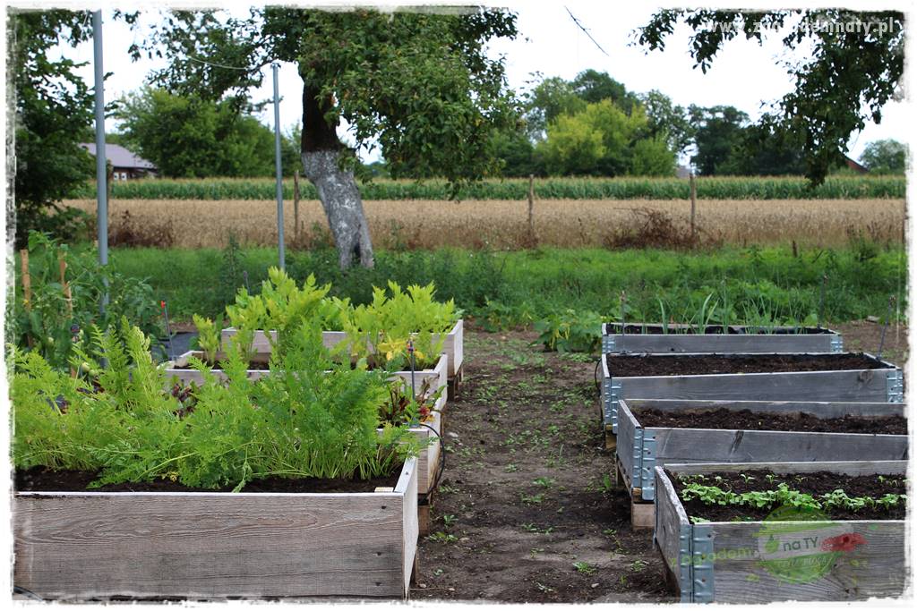 siedlisko łowickie 401