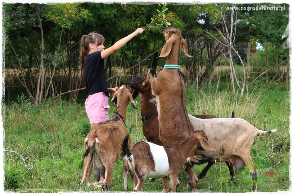 siedlisko łowickie 404