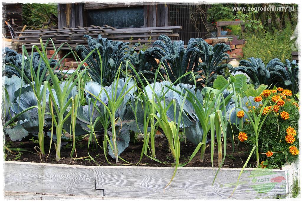 warzywa bez chemi 1 warzywa bez chemi 1