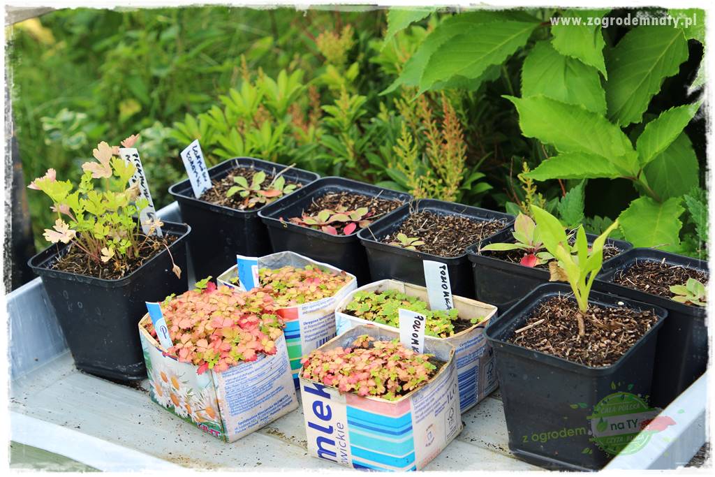 warzywa bez chemii 14