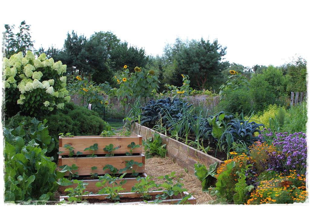 warzywa bez chemii 15