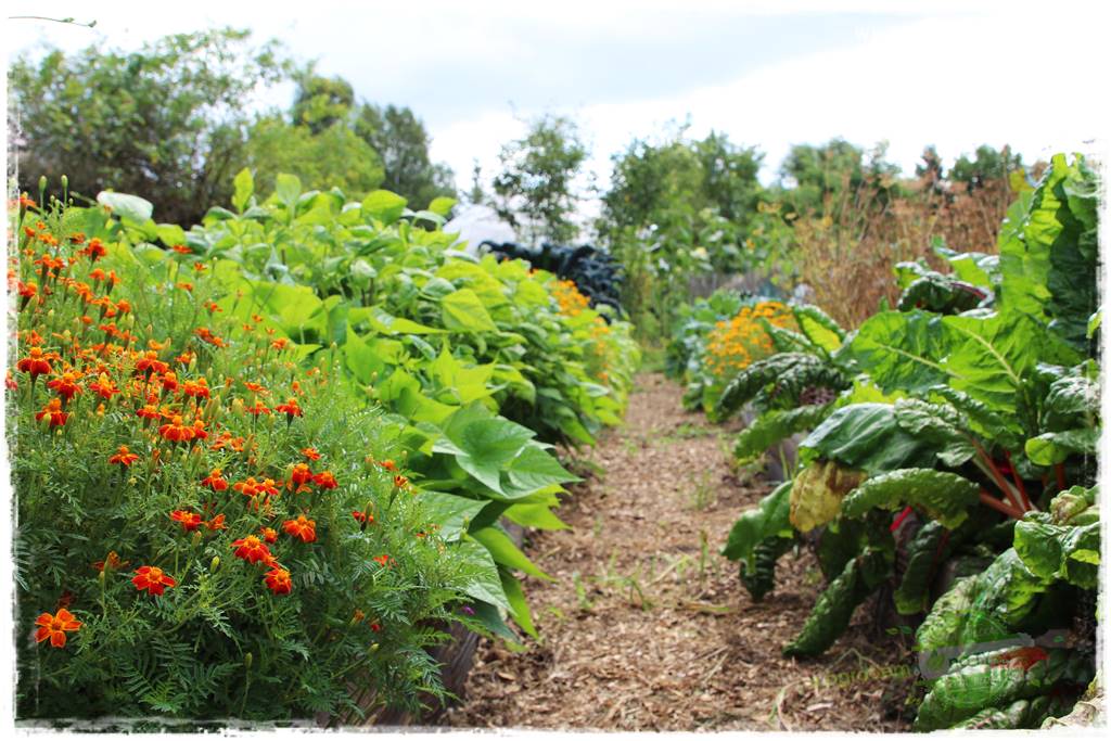 warzywa bez chemii 18 warzywa bez chemii 18