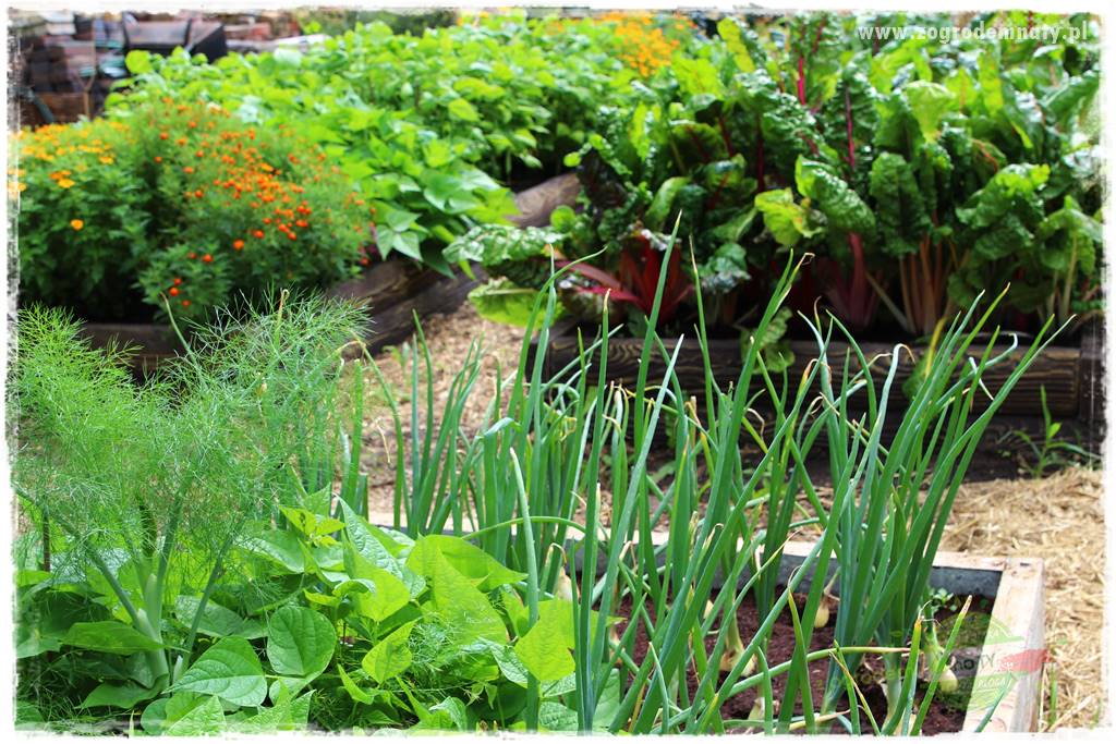 warzywa bez chemii 21 warzywa bez chemii 21