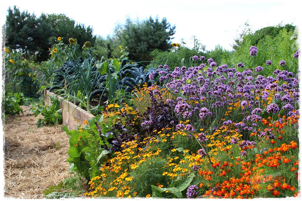 warzywa bez chemii 23