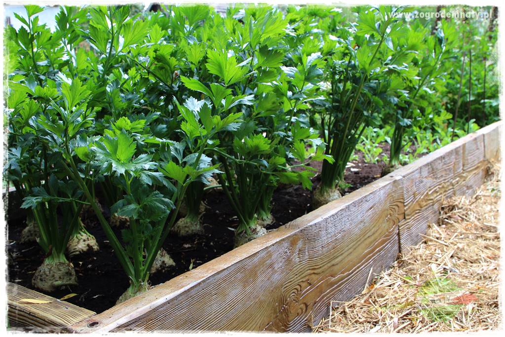 warzywa bez chemii 27 warzywa bez chemii 27