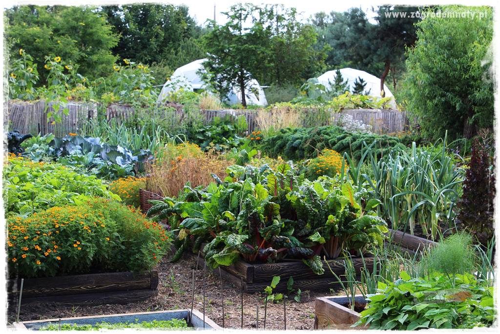 warzywa bez chemii 31 warzywa bez chemii 31