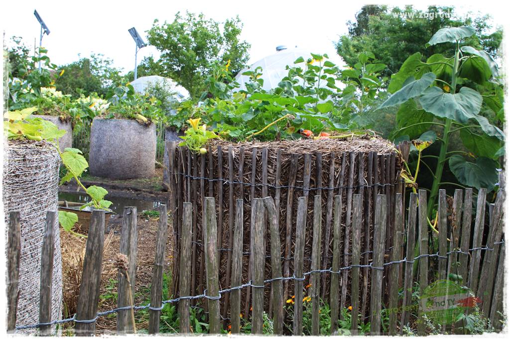 warzywa bez chemii 33