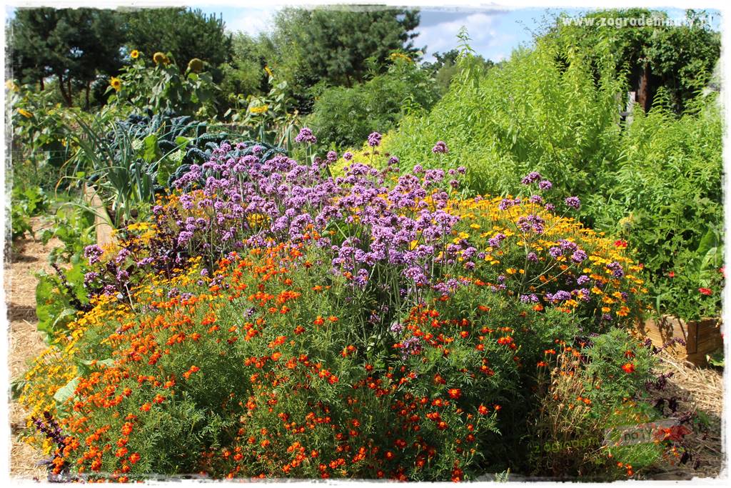 warzywa bez chemii 37 warzywa bez chemii 37