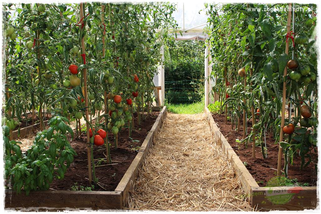 warzywa bez chemii 40 warzywa bez chemii 40