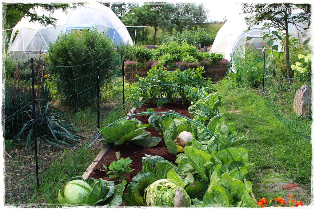 warzywa bez chemii 43 warzywa bez chemii 43