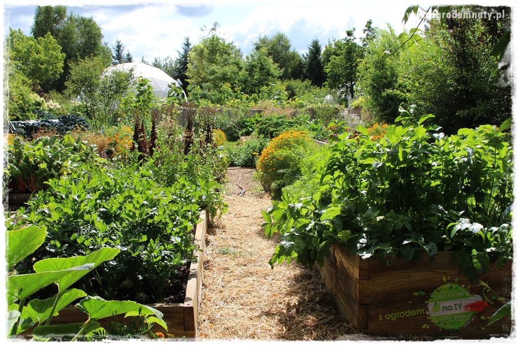 warzywa bez chemii 44 warzywa bez chemii 44