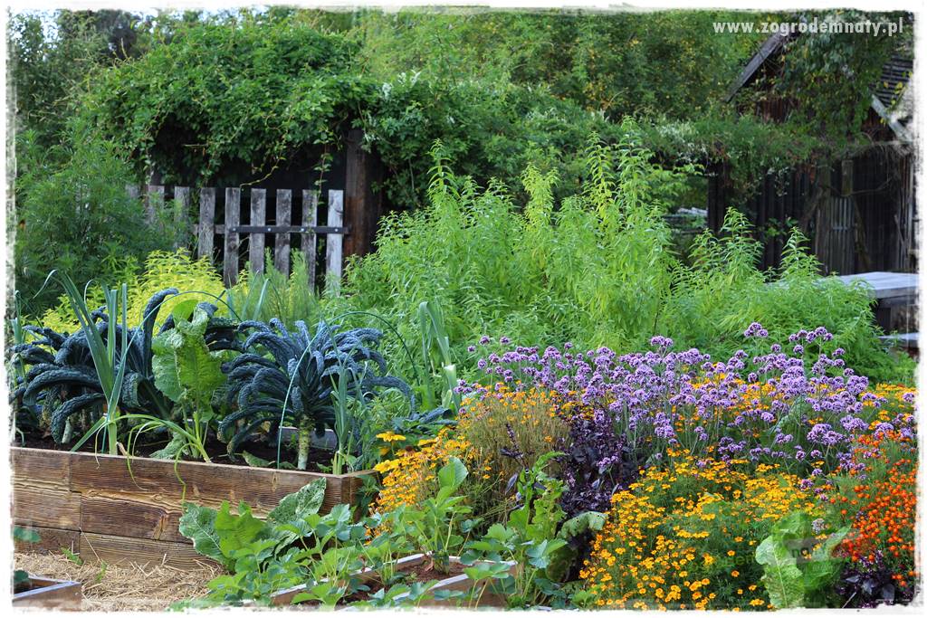 warzywa bez chemii 7 warzywa bez chemii 7