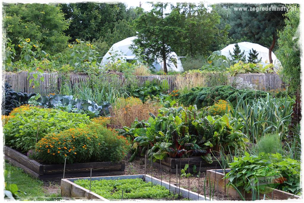 warzywa bez chemii 8 warzywa bez chemii 8